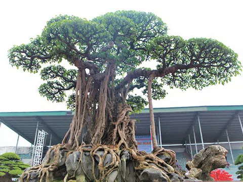 Luận giải tên tác phẩm cây cảnh nghệ thuật Mâm Xôi Con Gà