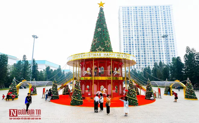 Hà Nội: Hàng loạt cây thông "khổng lồ" trên phố