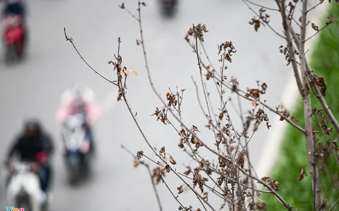 Cây sưa, phong lá đỏ ở Hà Nội héo khô