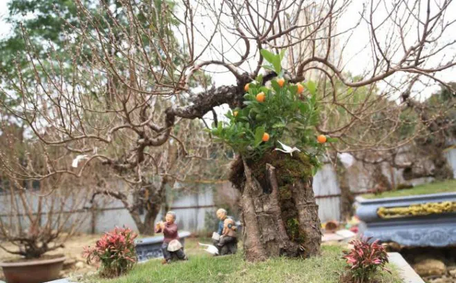 Đào cổ thụ giá trăm triệu ra phố chờ đại gia "rước" về nhà chơi Tết